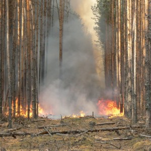 Влияние лесных пожаров на здоровье человека, горение леса